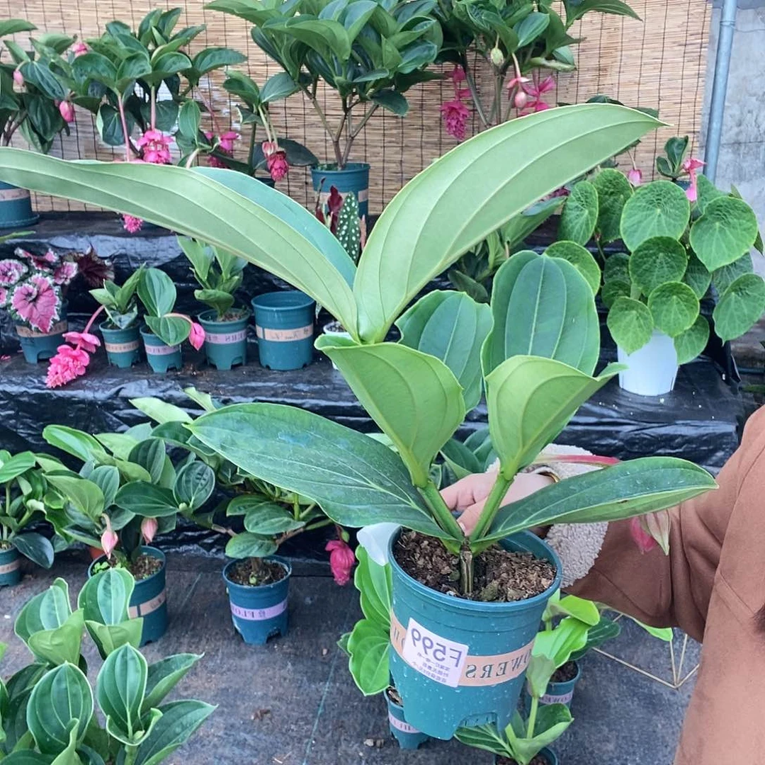 木本?木本花卉599