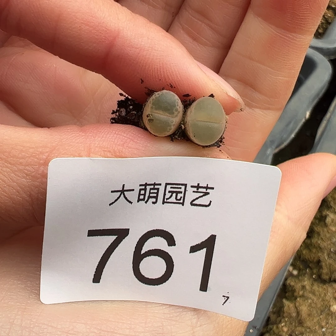 0000761量拍K1风铃2颗MG1802.1粉眼豆豆