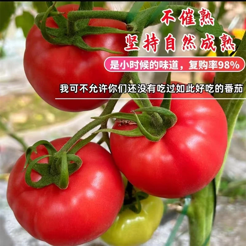 四川攀枝花米易新鲜食材精品大果番茄西红柿5斤单果三两左右