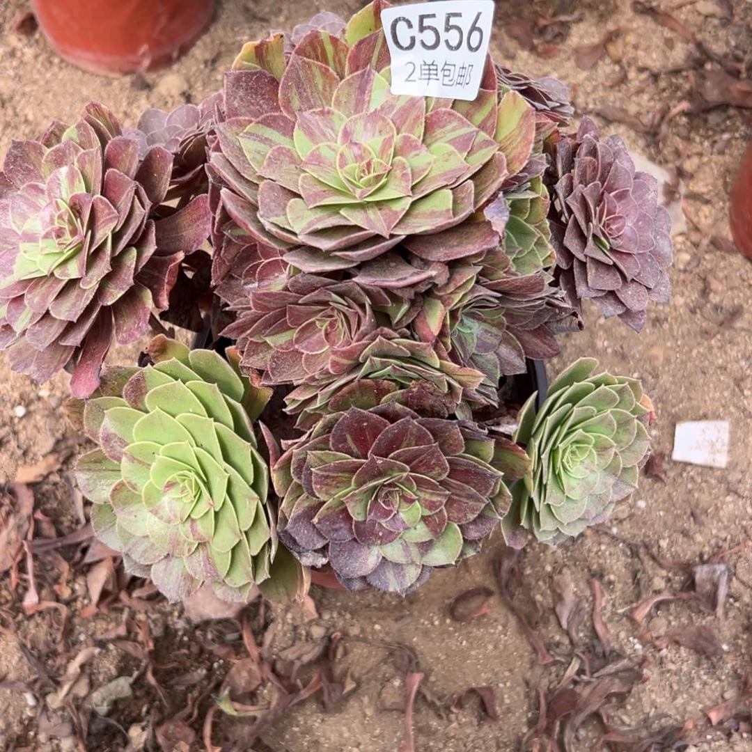 556多肉  花月夜 不包断头
