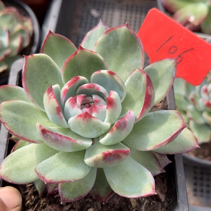 惊鸿一物一拍包装收缩花旱獭106