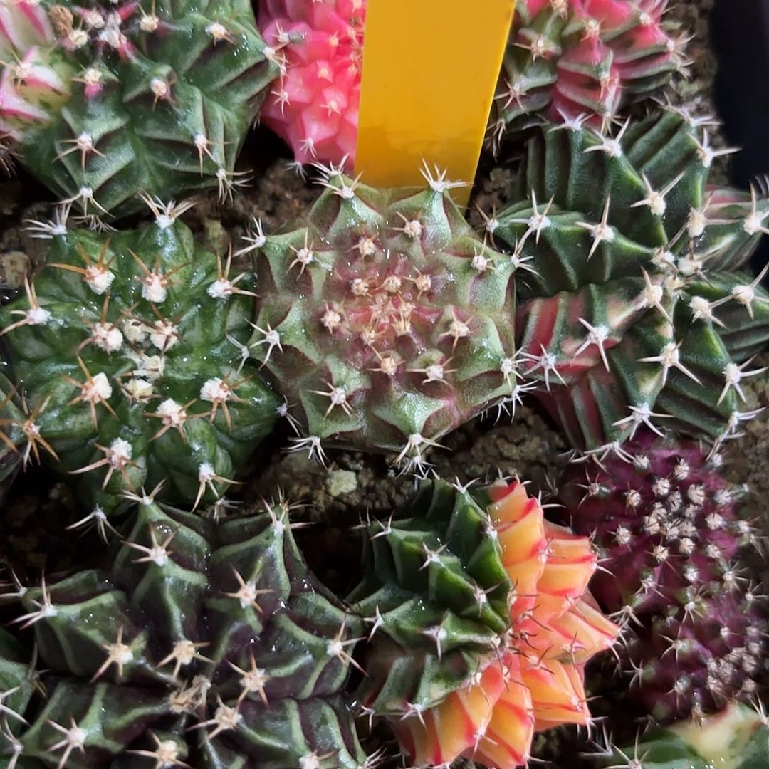 305-1105泰国发货多肉