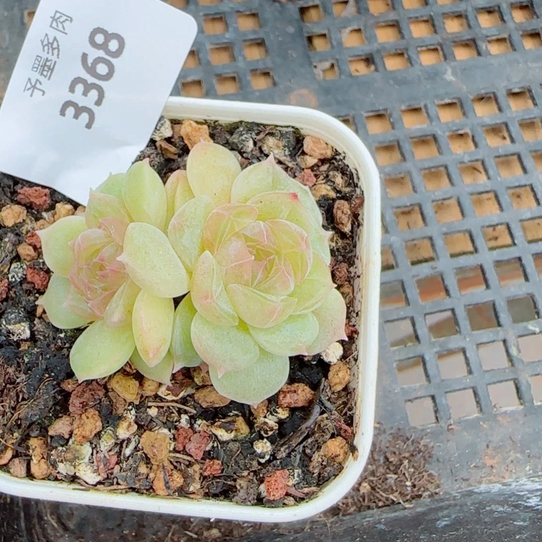 孤品，3368多肉植物
