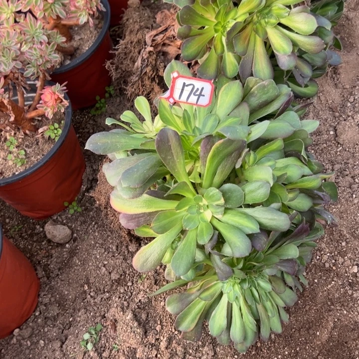 多肉植物174不售后