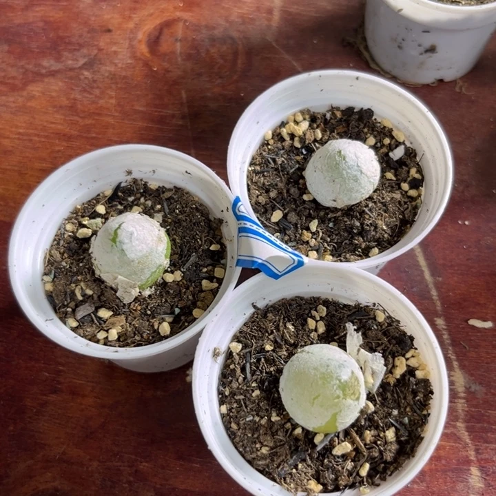 855 灯泡三颗一组