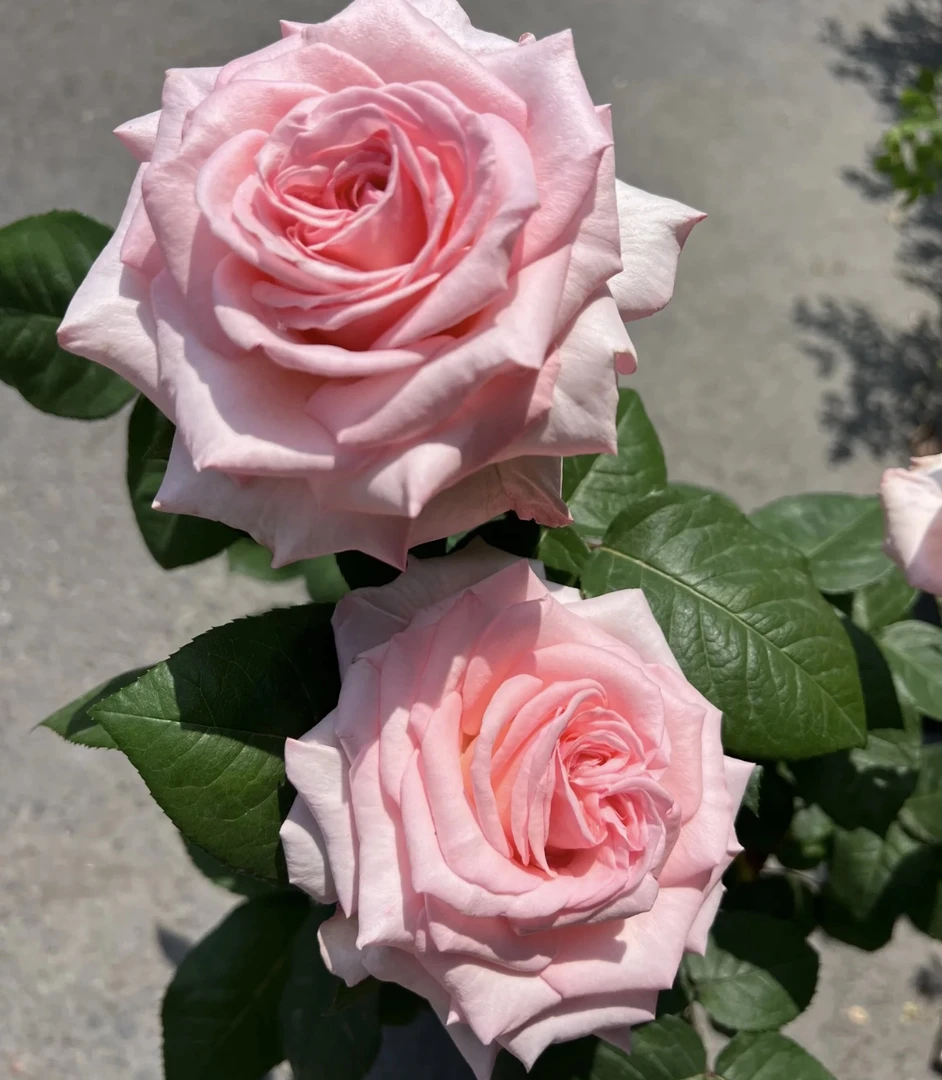 【粉荔枝】独颗 粉色大花浓香月季