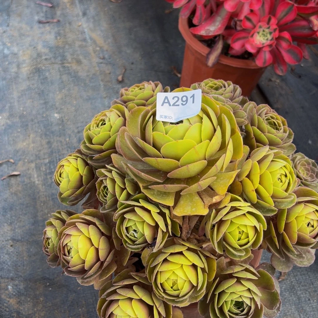 无花朵點*291万圣节法师多肉