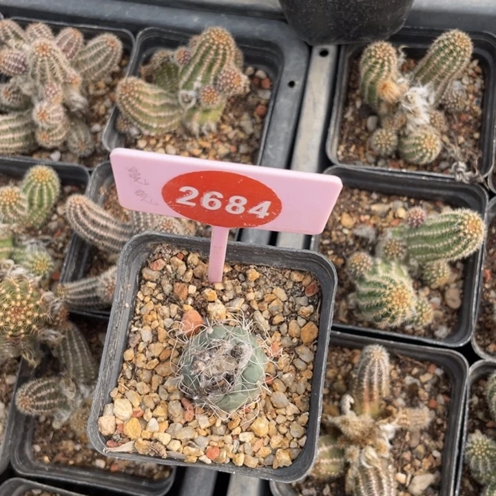 这***迹实生长城丸2684000000