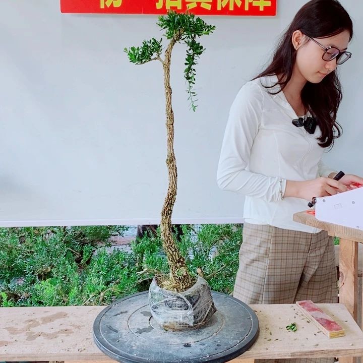 无花朵广东皱皮黄杨