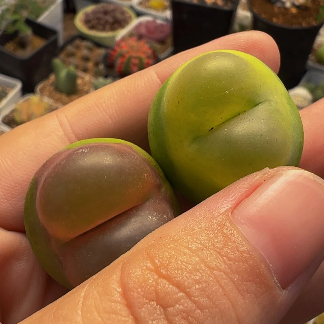 老***米752多肉植物种类多样