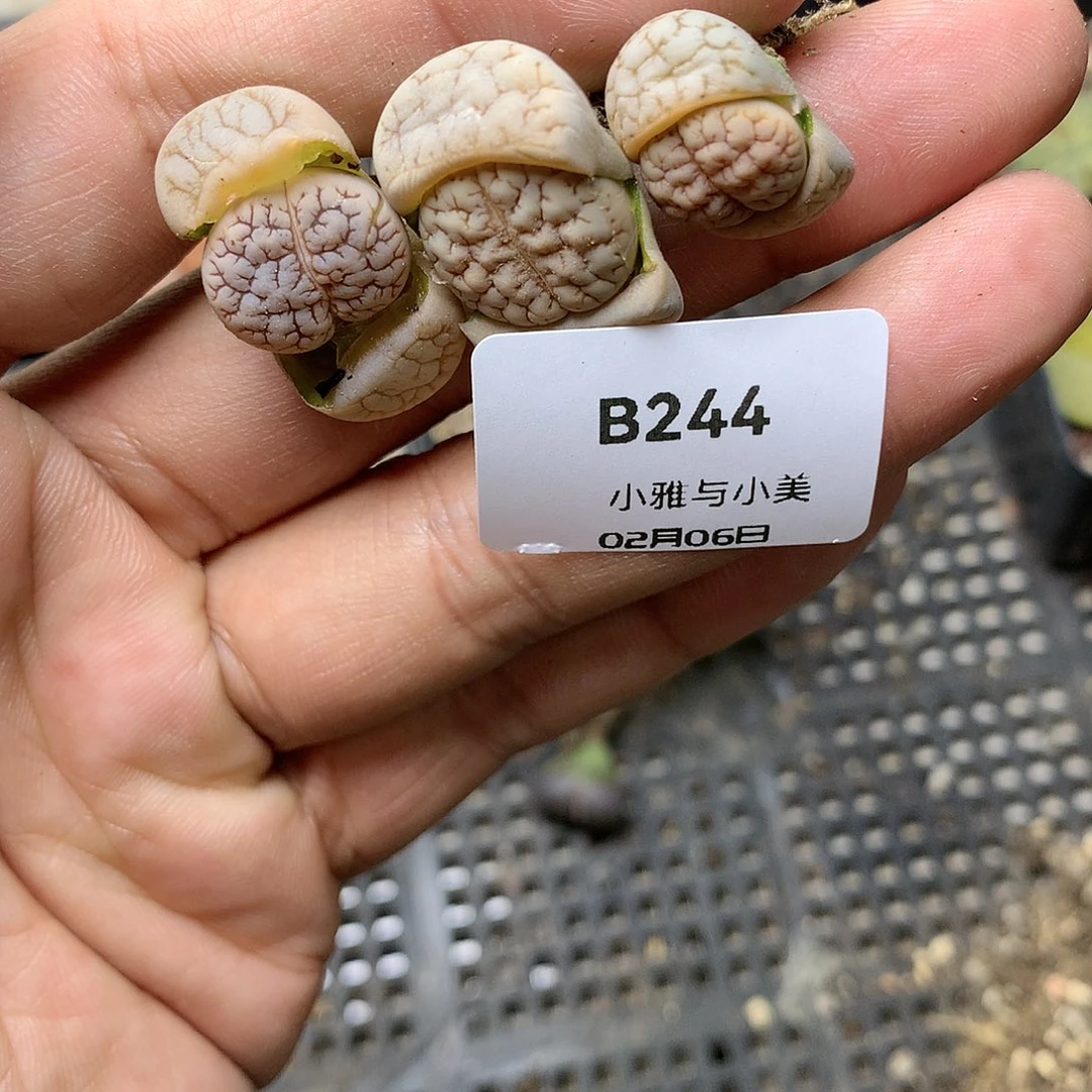 B244多肉植物保护