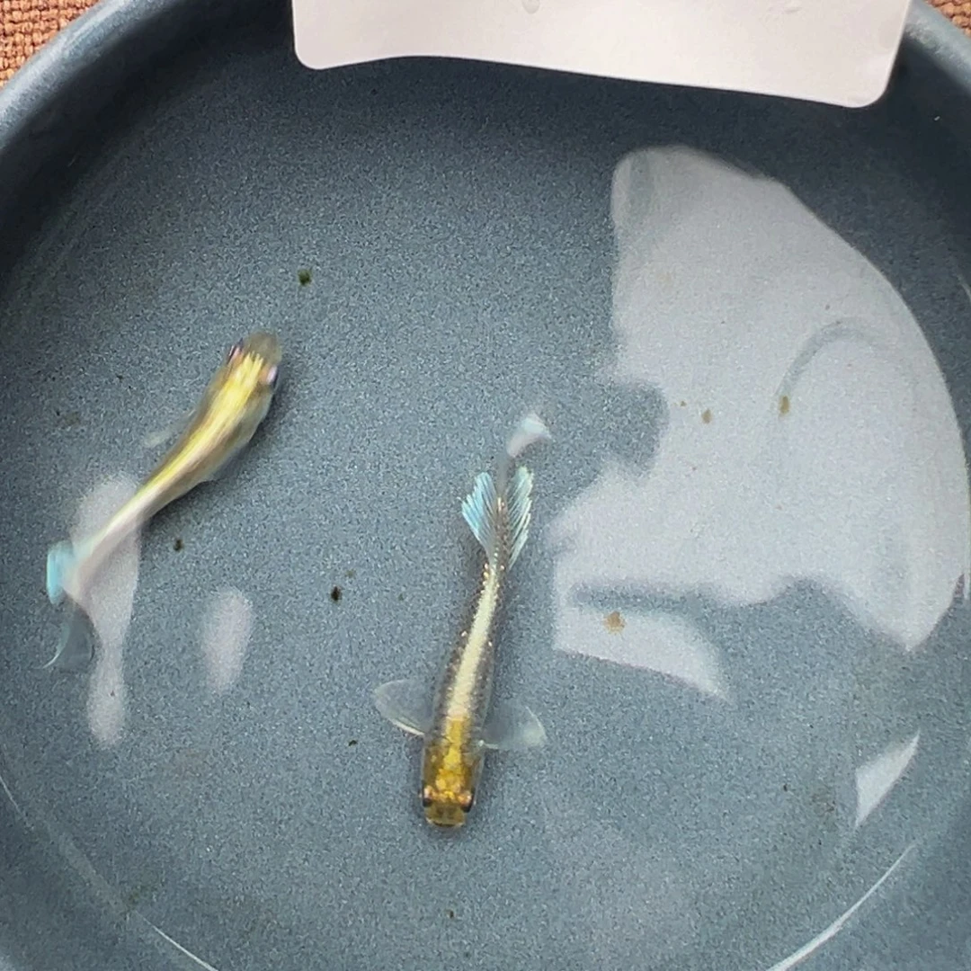 青鳉鱼602.祖母绿宽鳍一对