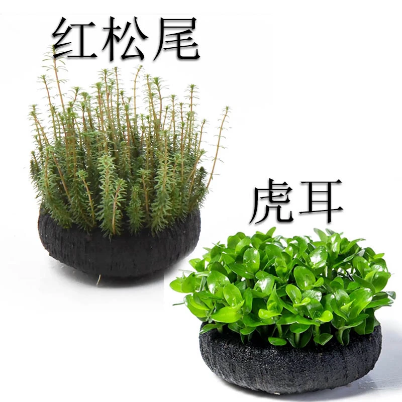 懒人水草坨草鱼缸造景无需种植沉底入水成景净水增氧植物