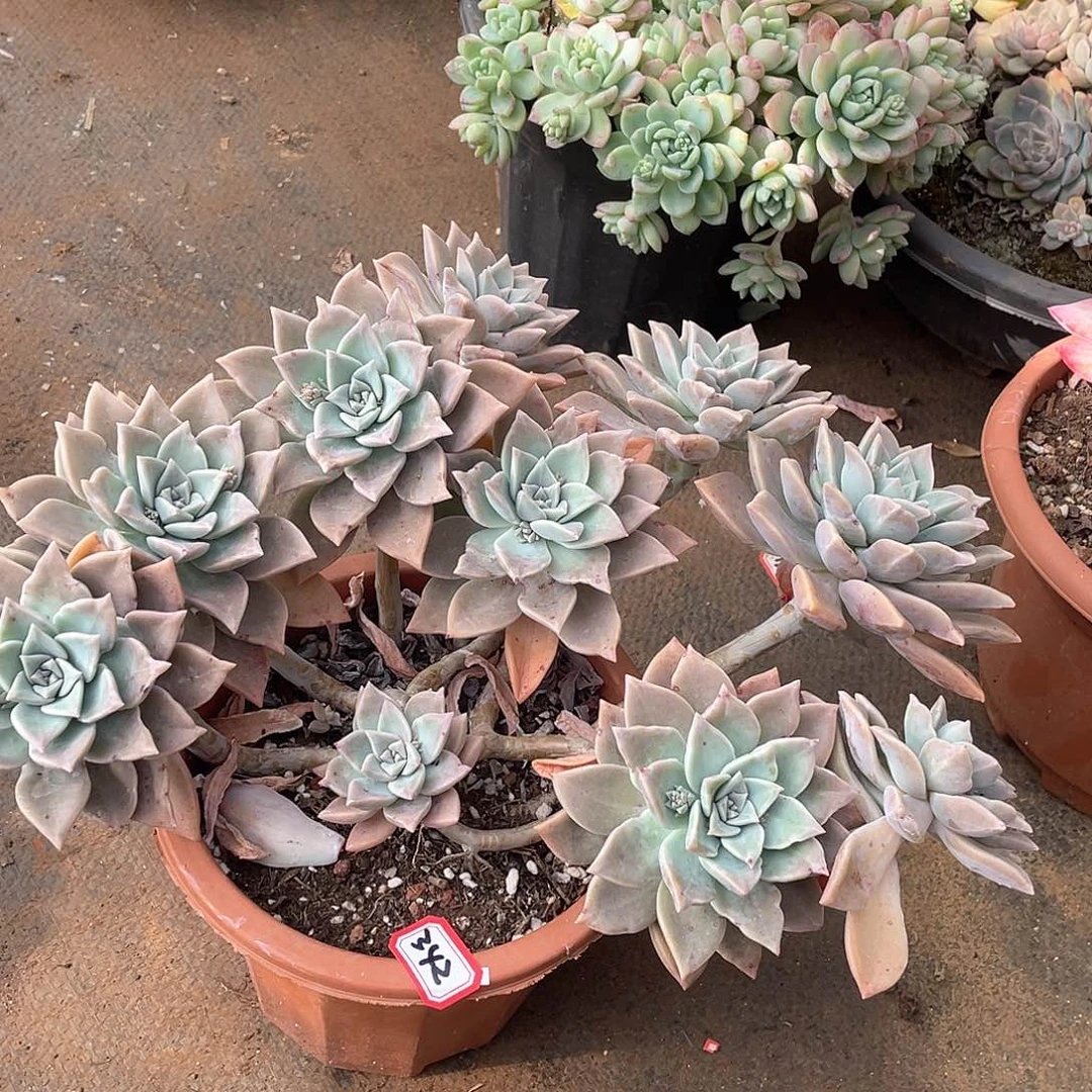 342血色黄昏一物一拍多肉