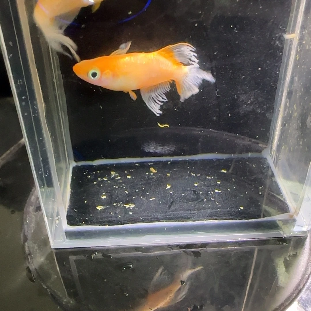 青鳉鱼观背青鱂一物一拍155