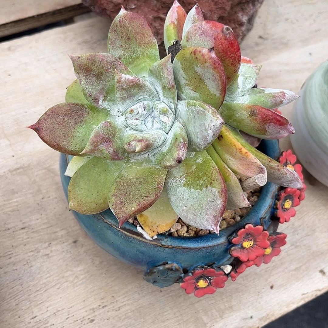 小鹿多肉一物一拍8527