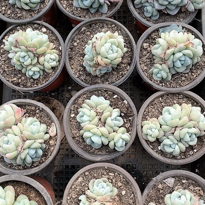 多肉植物一物一拍12