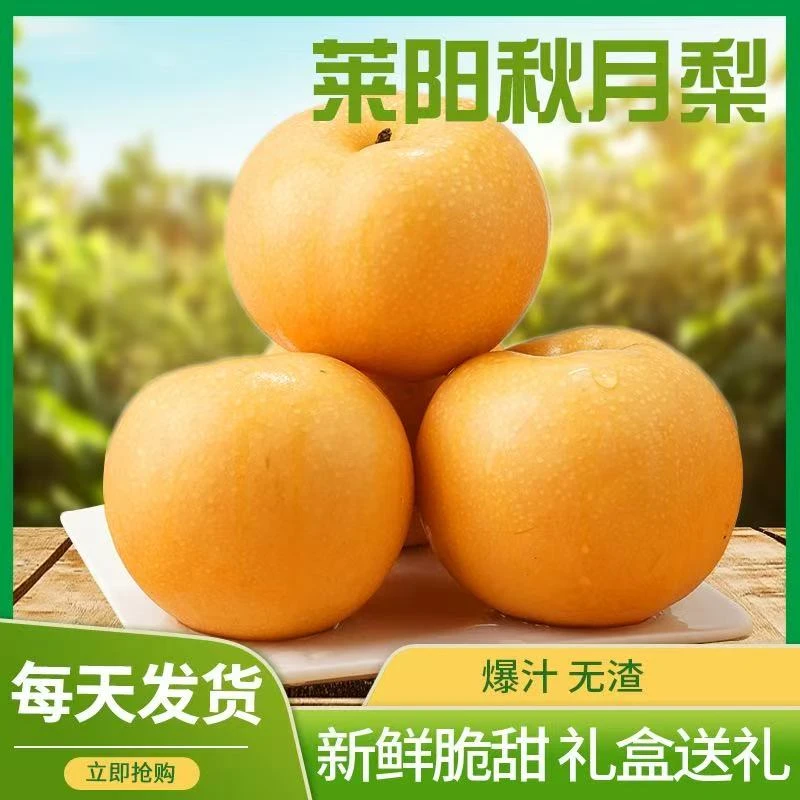 山东正宗莱阳秋月梨头茬脆甜多汁新鲜应季水果