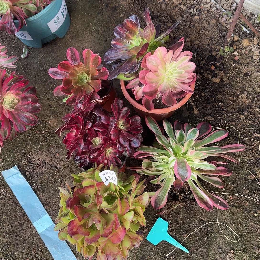 隔**王多肉植物福利5棵4140