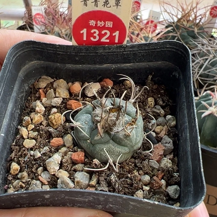 实生优选老娇丽2.6cm一棵仙人球