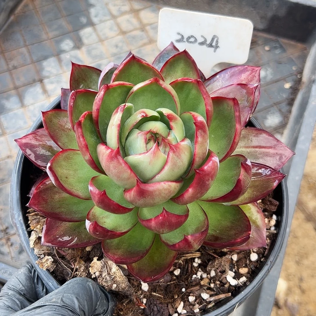 惊鸿仙子一物一拍2024号