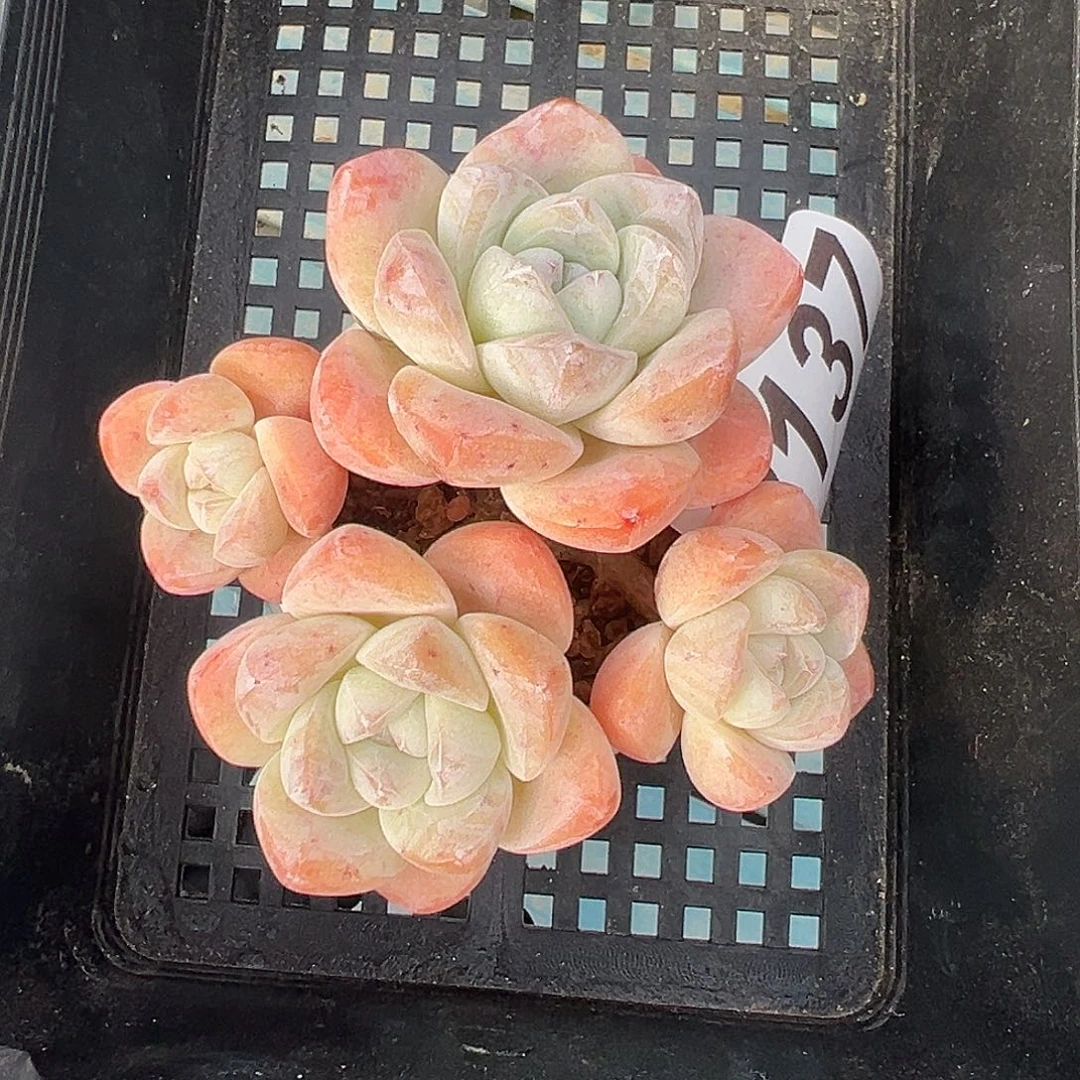 2137，四头冰玉带盆发的