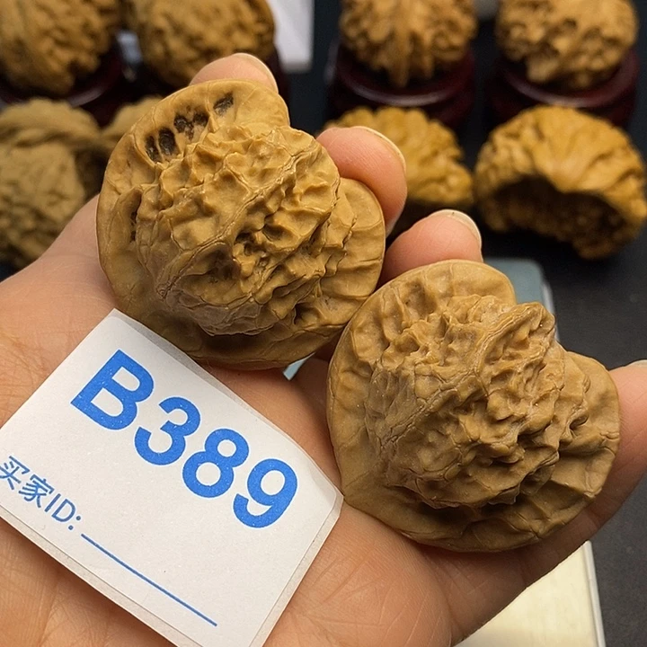 核桃大耳朵图图4.1，嗑尖