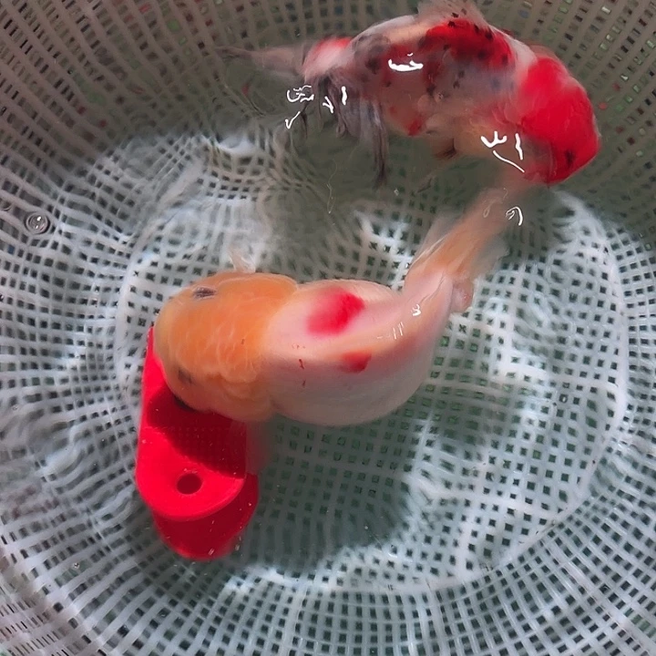 海水鱼3号尺寸8-11区间