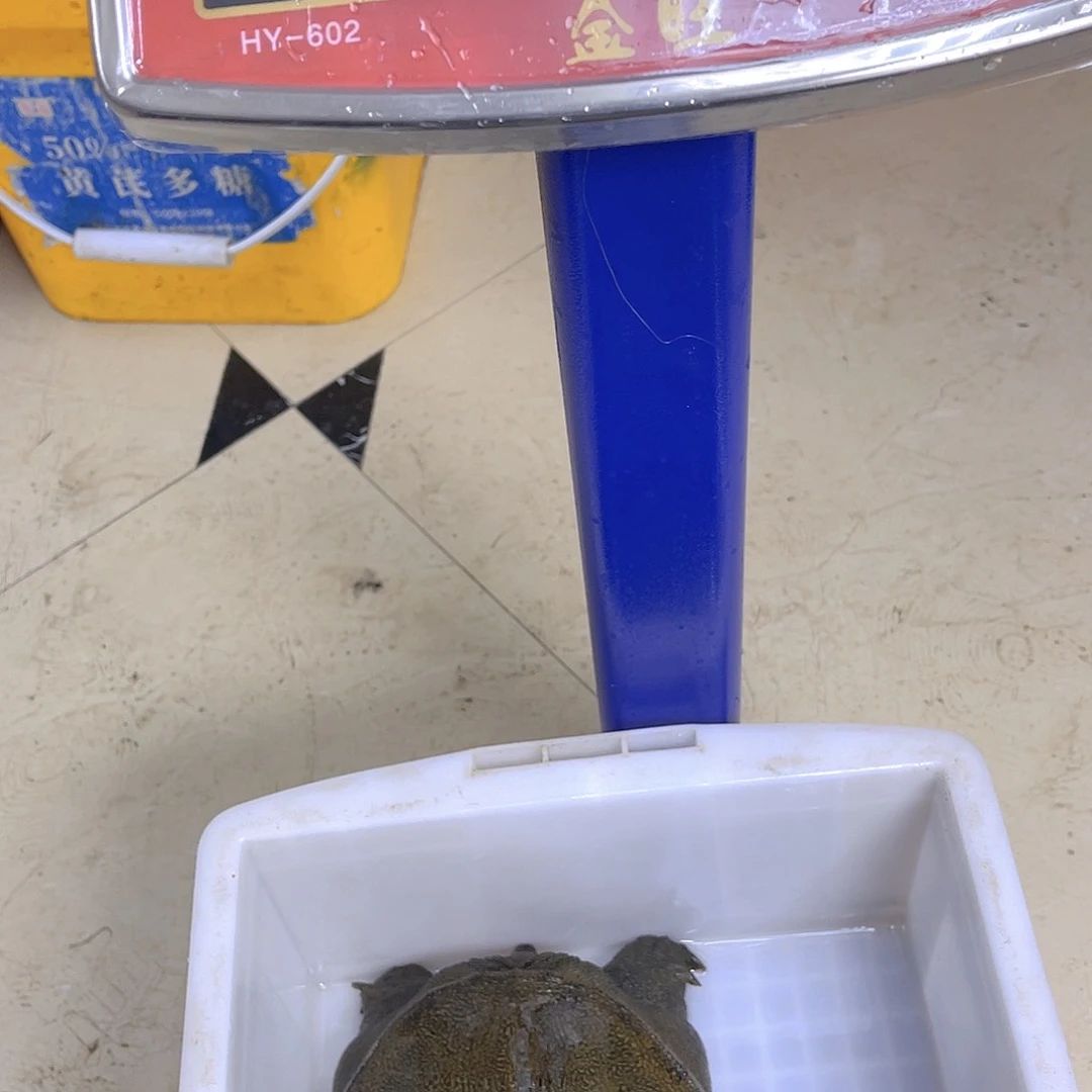 中国大陆野生甲鱼包邮包活