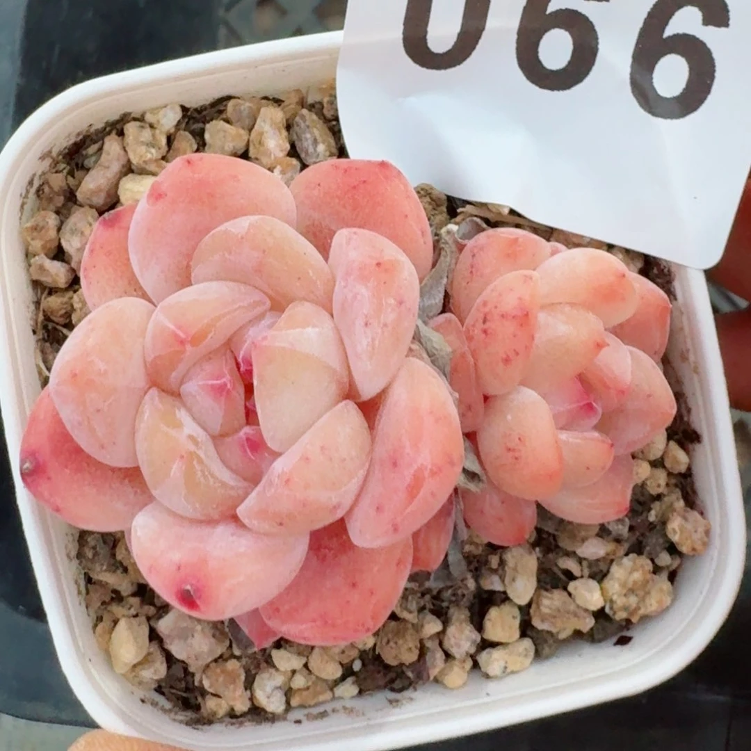 刚毅         精品多肉