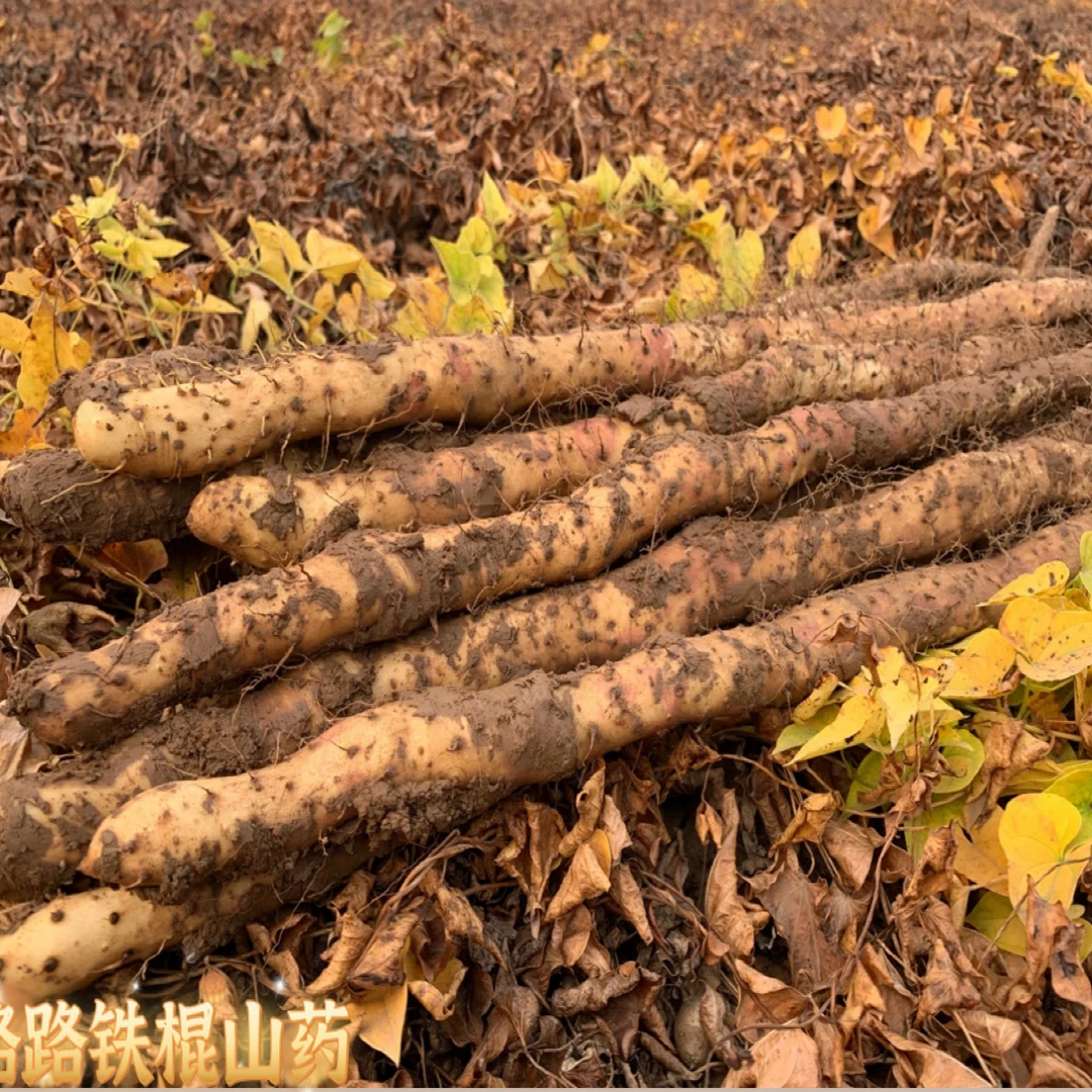 2025新鲜垆土铁棍怀山药河南特产软糯粉面山药原产地红斑铁锈正宗