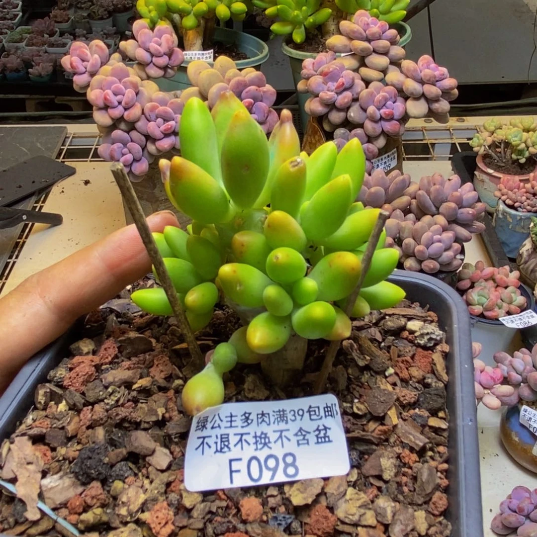 098金蟾芒果奶多肉7cm