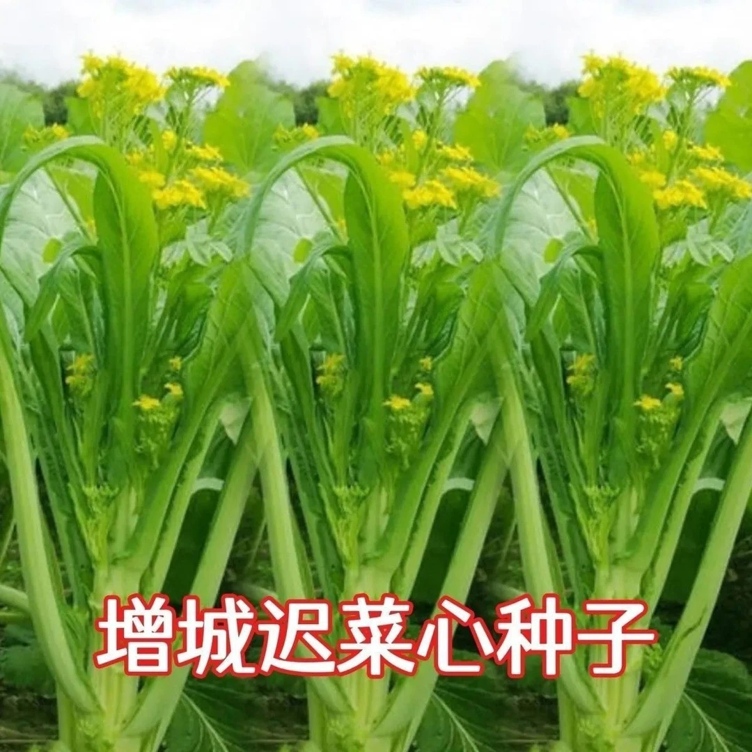 增城迟菜心种子广东菜苔好吃甜脆多笋迟花甜菜心庭院菜园蔬菜种子