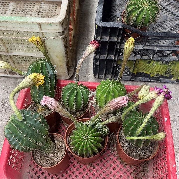 6***0无花朵彩草哈哈哈哈哈哈哈哈