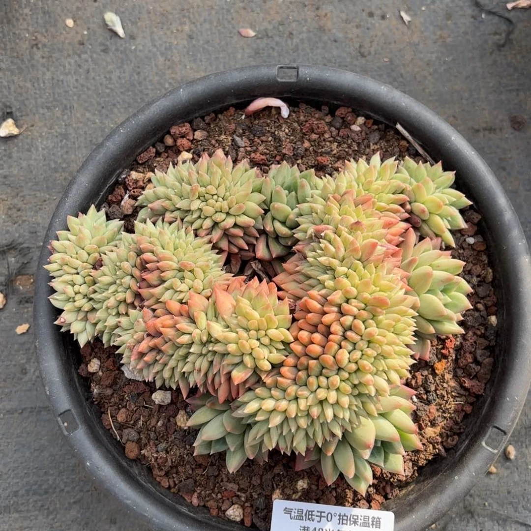 樱*?4-1721松露美人缀