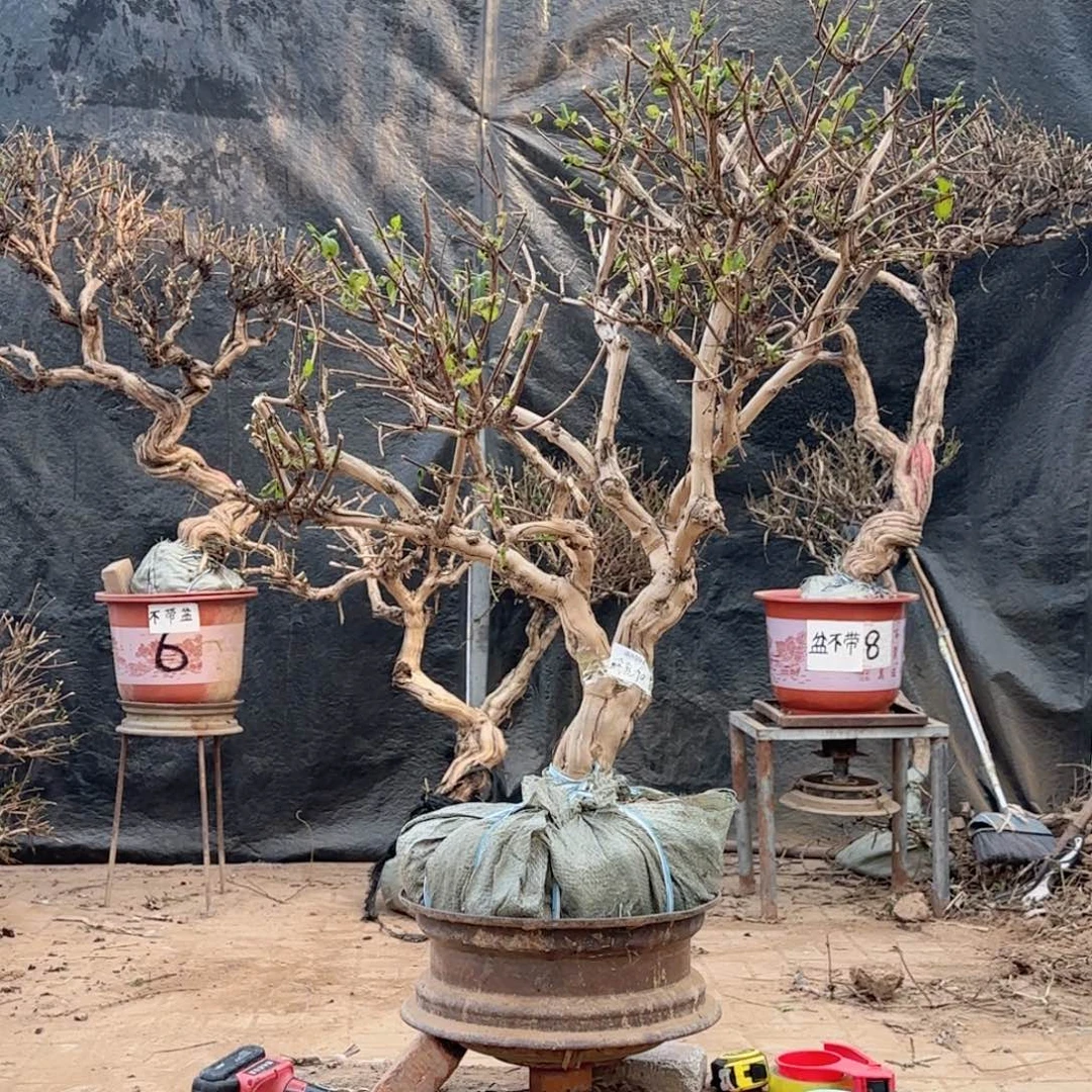 瑞***儿金银花金银花金银花