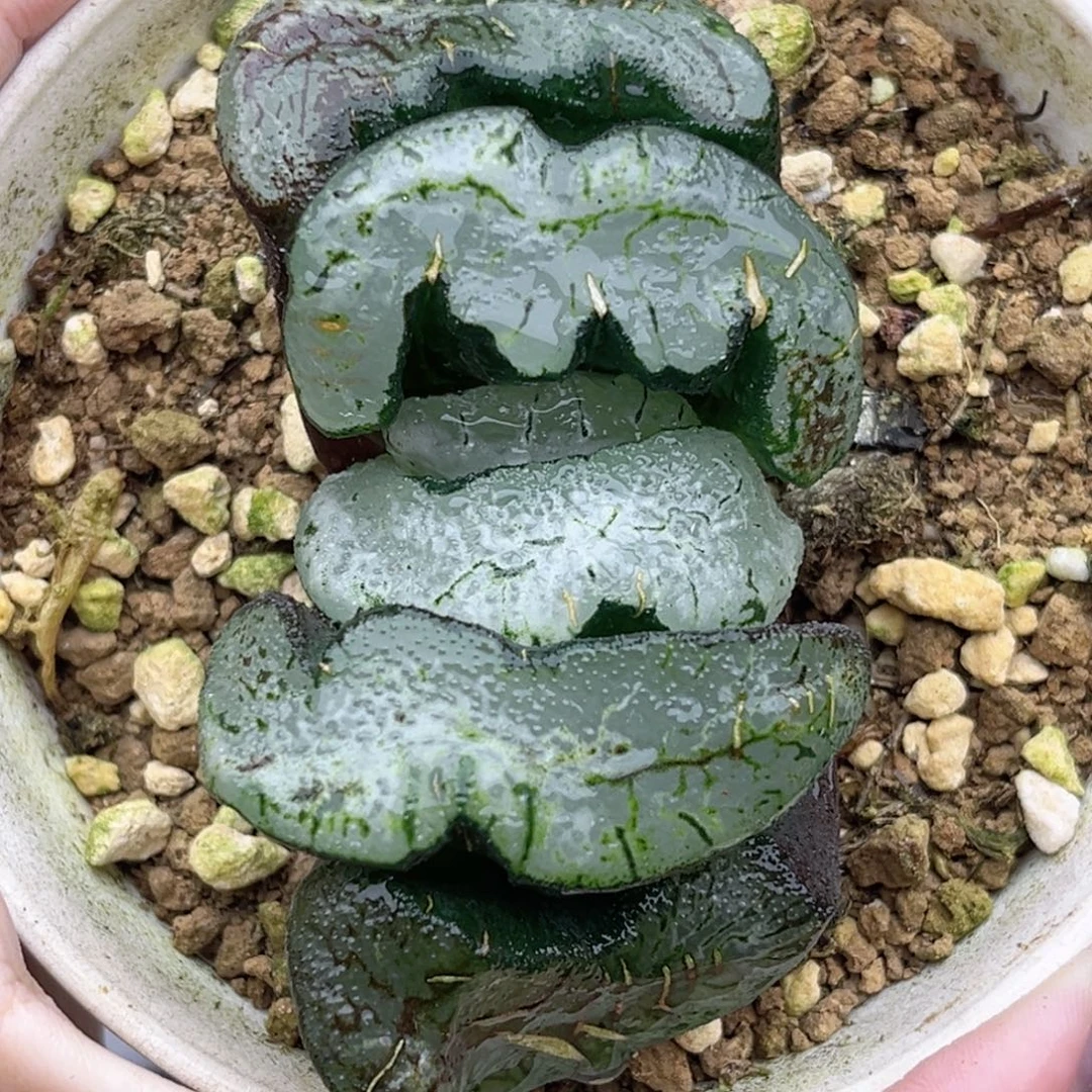 63雪狼玉扇福利专场/隽玉扇