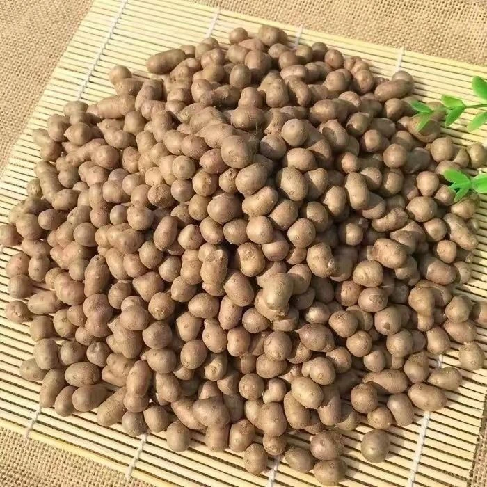 新鲜大号颗粒白玉山药豆种子农家山药蛋糖葫芦山药豆种子植株种植