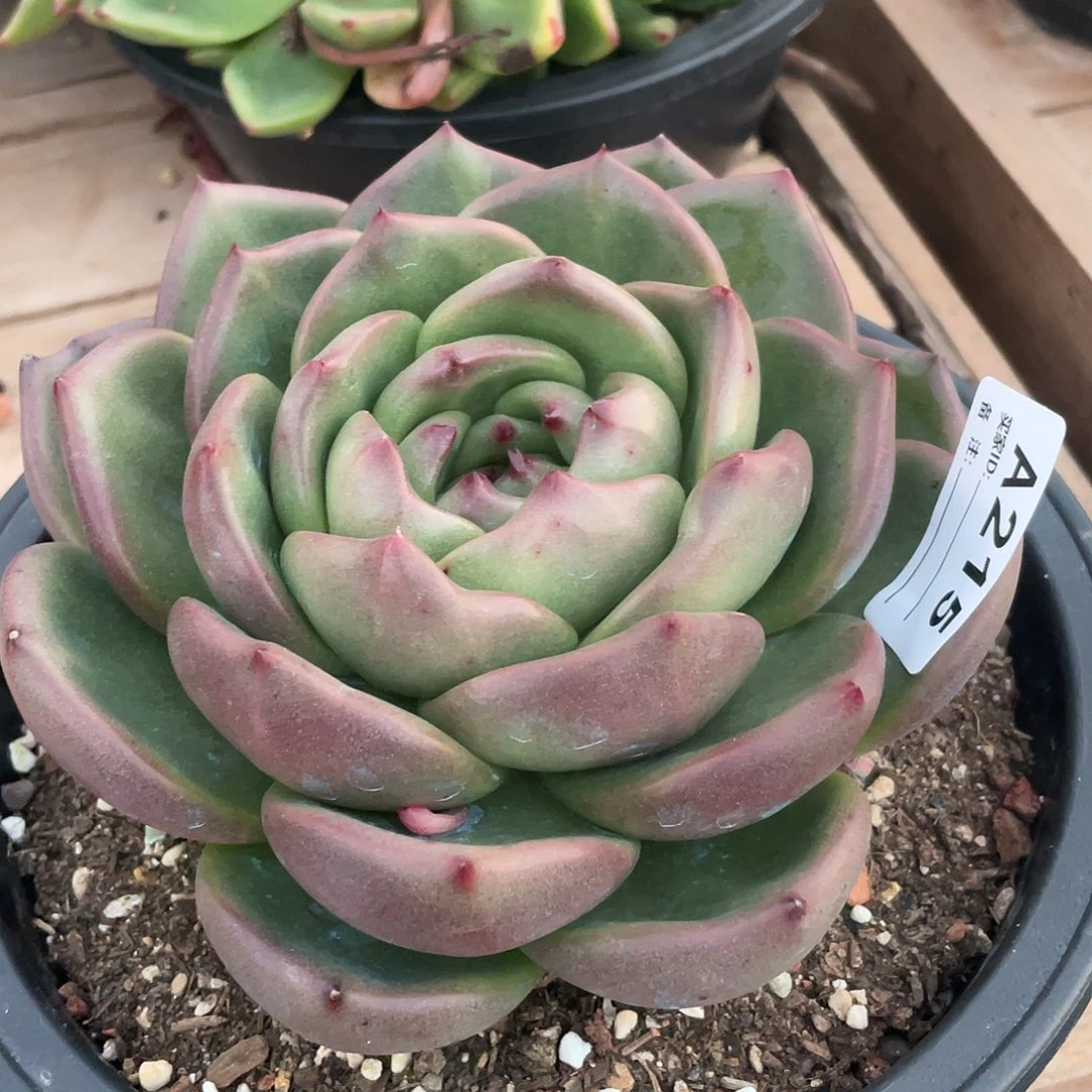 若如东云单拍A215