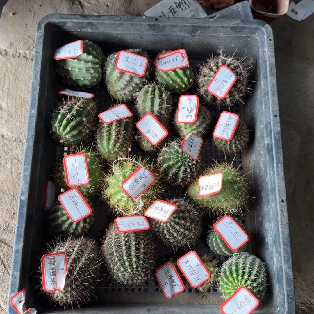 268无名侧牙2个无根3公分左右斑20包邮