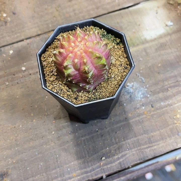 L****?仙人球好好看好漂亮50