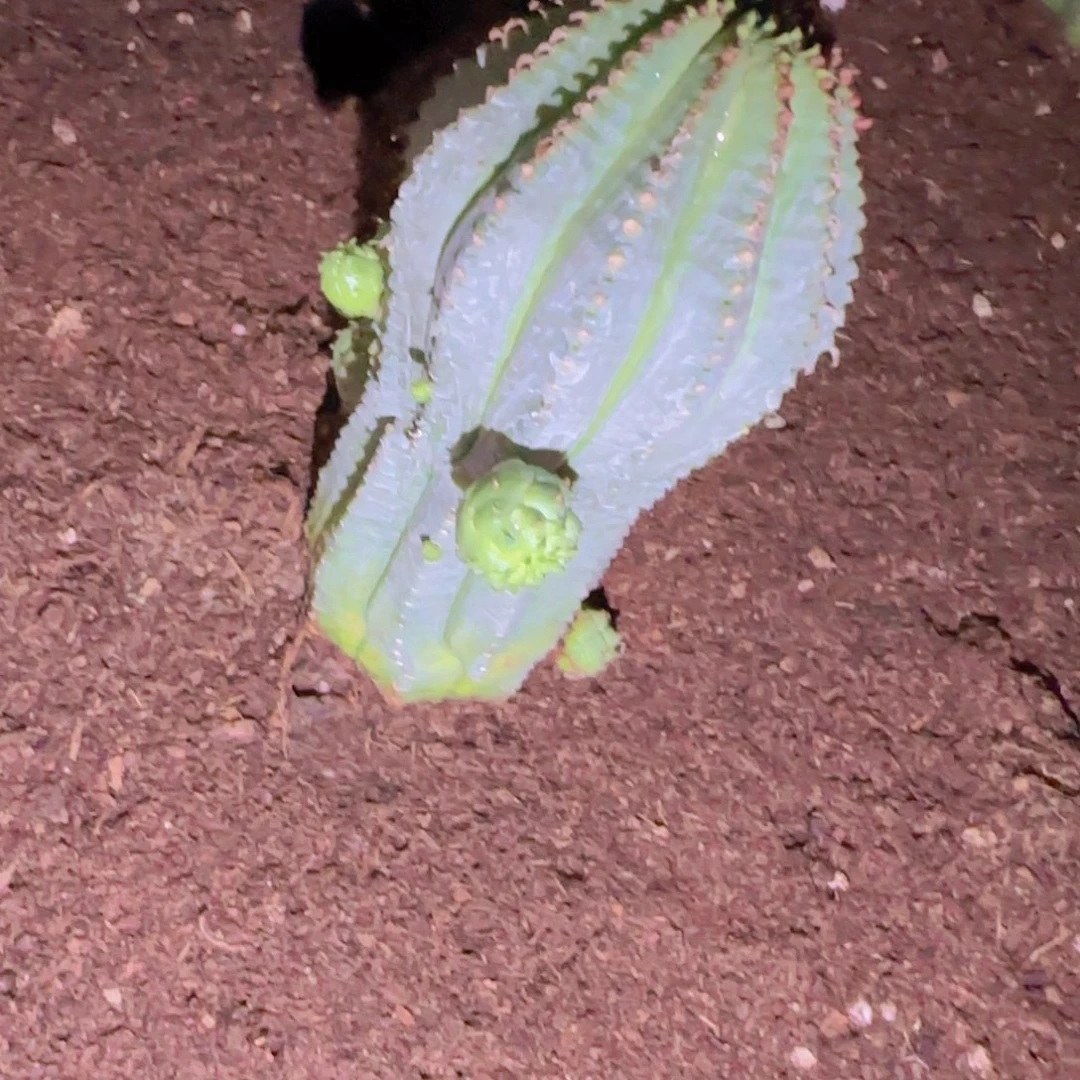 蛋*块根植物块根块根植物