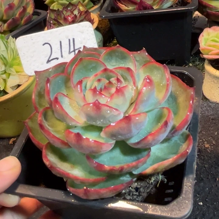 玫瑰型惊鸿一物一拍包装收缩花旱214