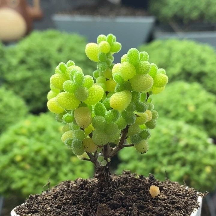 默***默金橘糖球8196枝干番杏