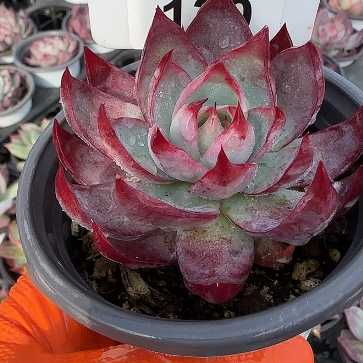 130 惊鸿仙子多肉植物7-9cm