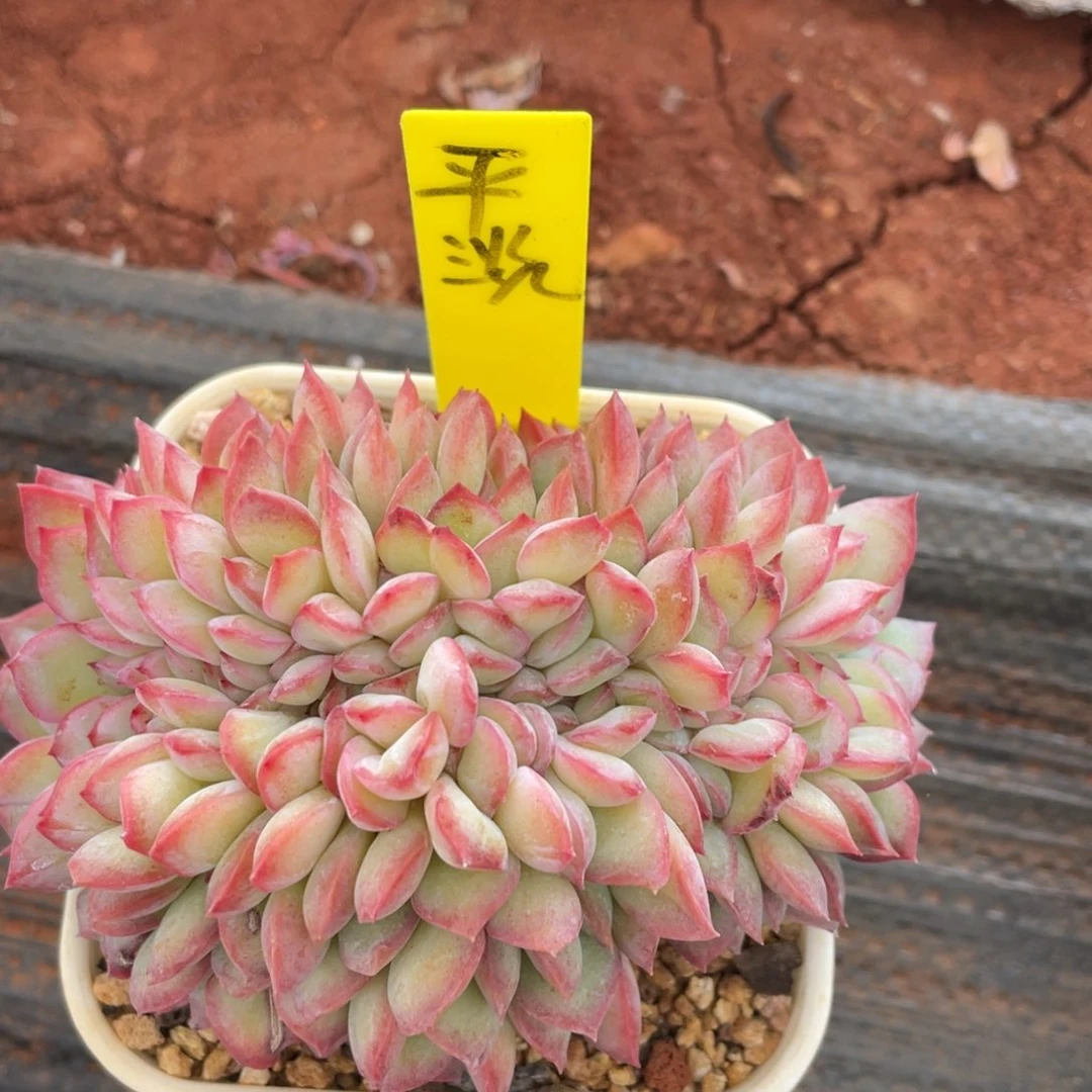 平**实姐姐说这不是很