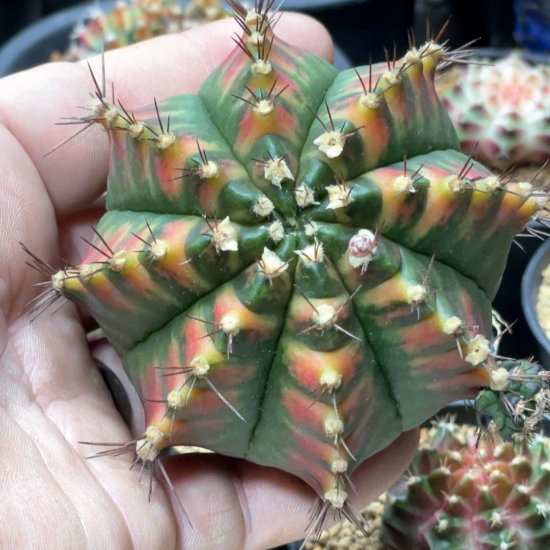 当前无花朵，栽培后可花朵乌贼B