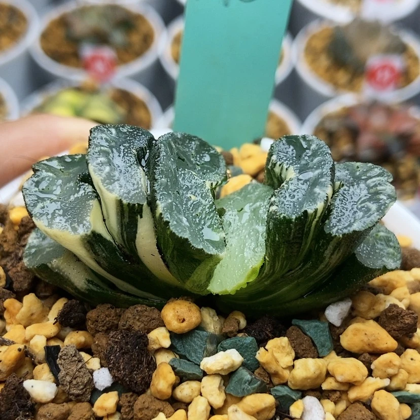 【闪购商品】袅*波光玉扇145
