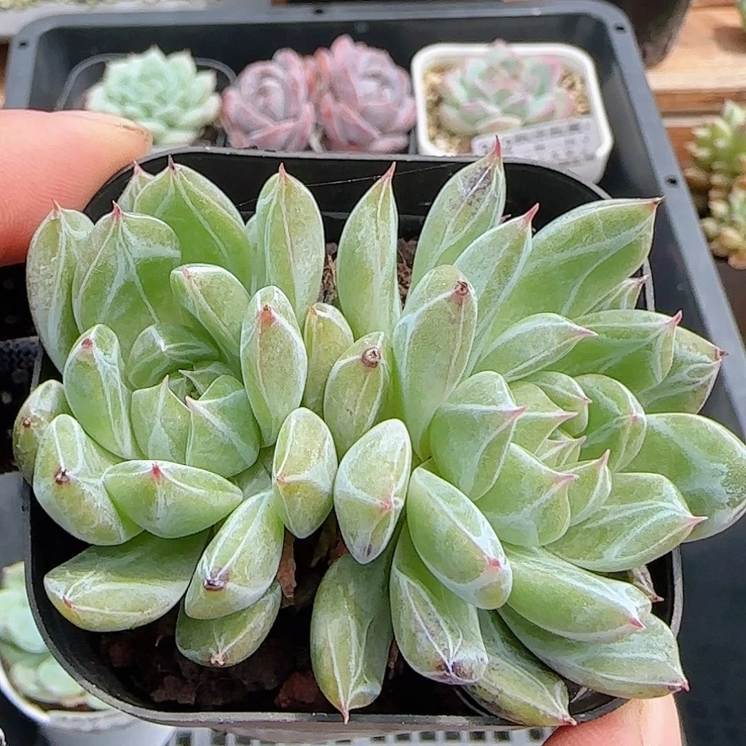 多肉0915--370雪花珍妮