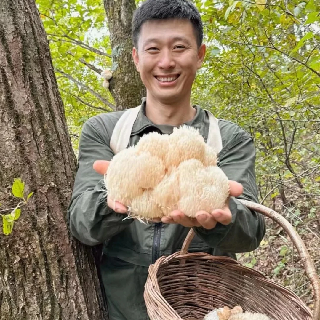 东北野生猴头菇干品